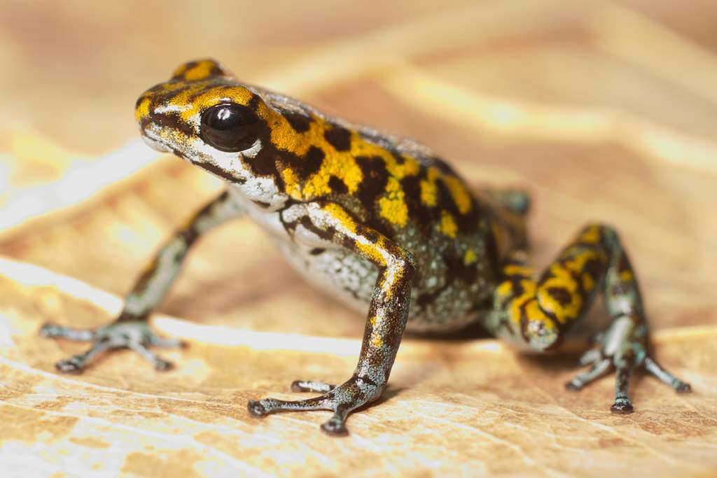 Image of Oophaga vicentei (Jungfer, Weygoldt & Juraske 1996)