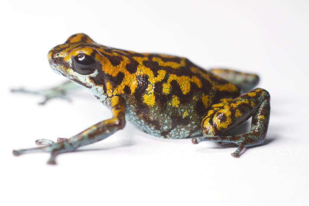 Image of Oophaga vicentei (Jungfer, Weygoldt & Juraske 1996)