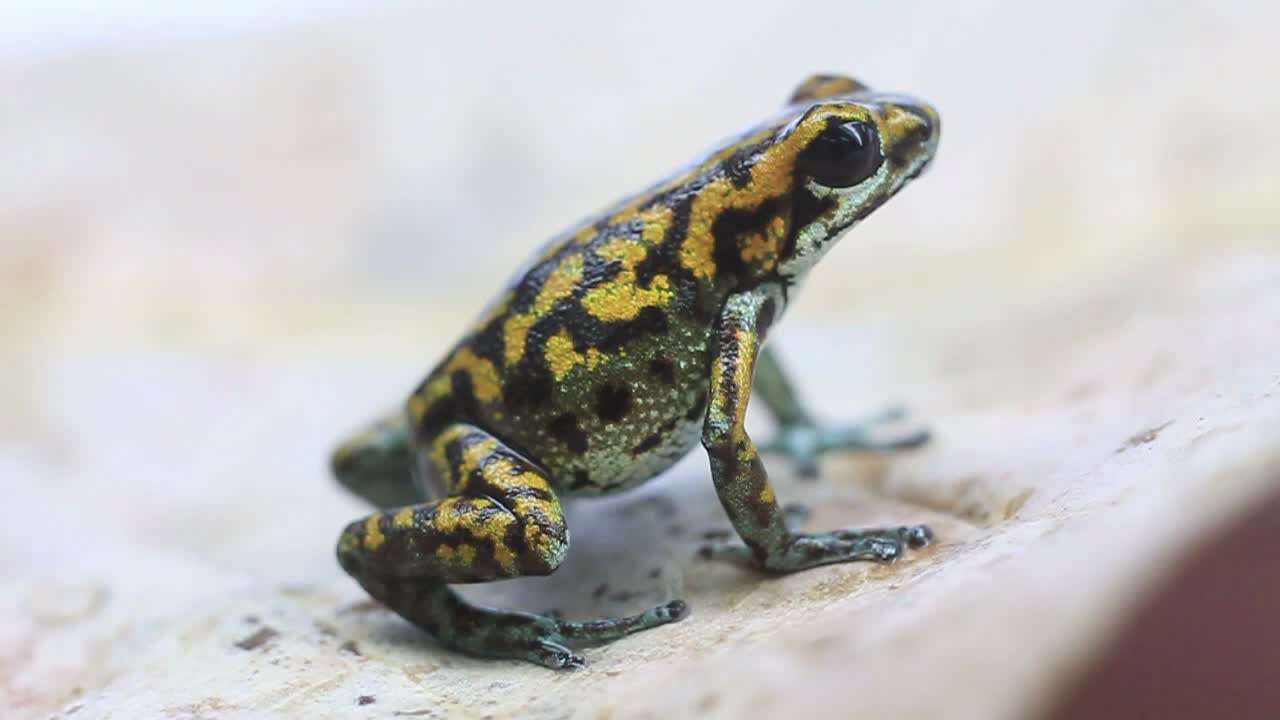 Image of Oophaga vicentei (Jungfer, Weygoldt & Juraske 1996)