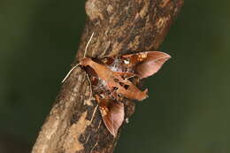 Image of Callionima inuus (Rothschild & Jordan 1903)