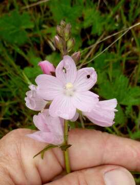 Image of dwarf checkerbloom