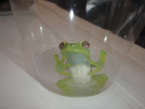 Image of La Loma Treefrog