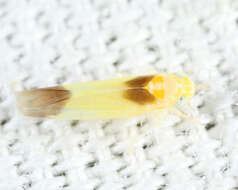 Image of Empoasca (Empoasca) mira Knull 1951