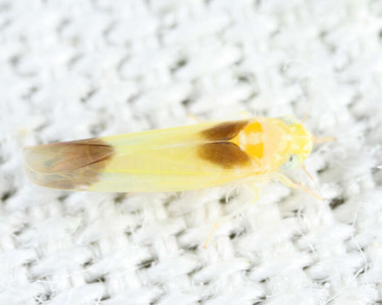 Image of Empoasca (Empoasca) mira Knull 1951