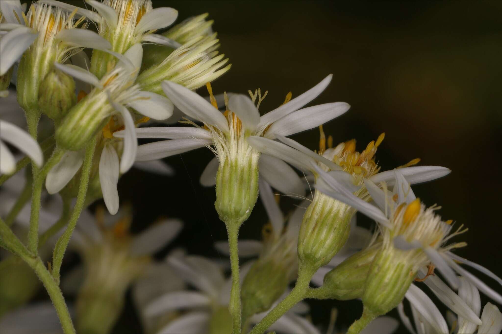 Imagem de <i>Doellingeria <i>umbellata</i></i> var. umbellata