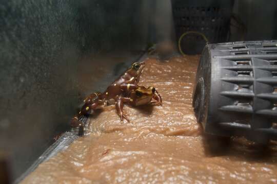 Image of Pirre Harlequin Frog