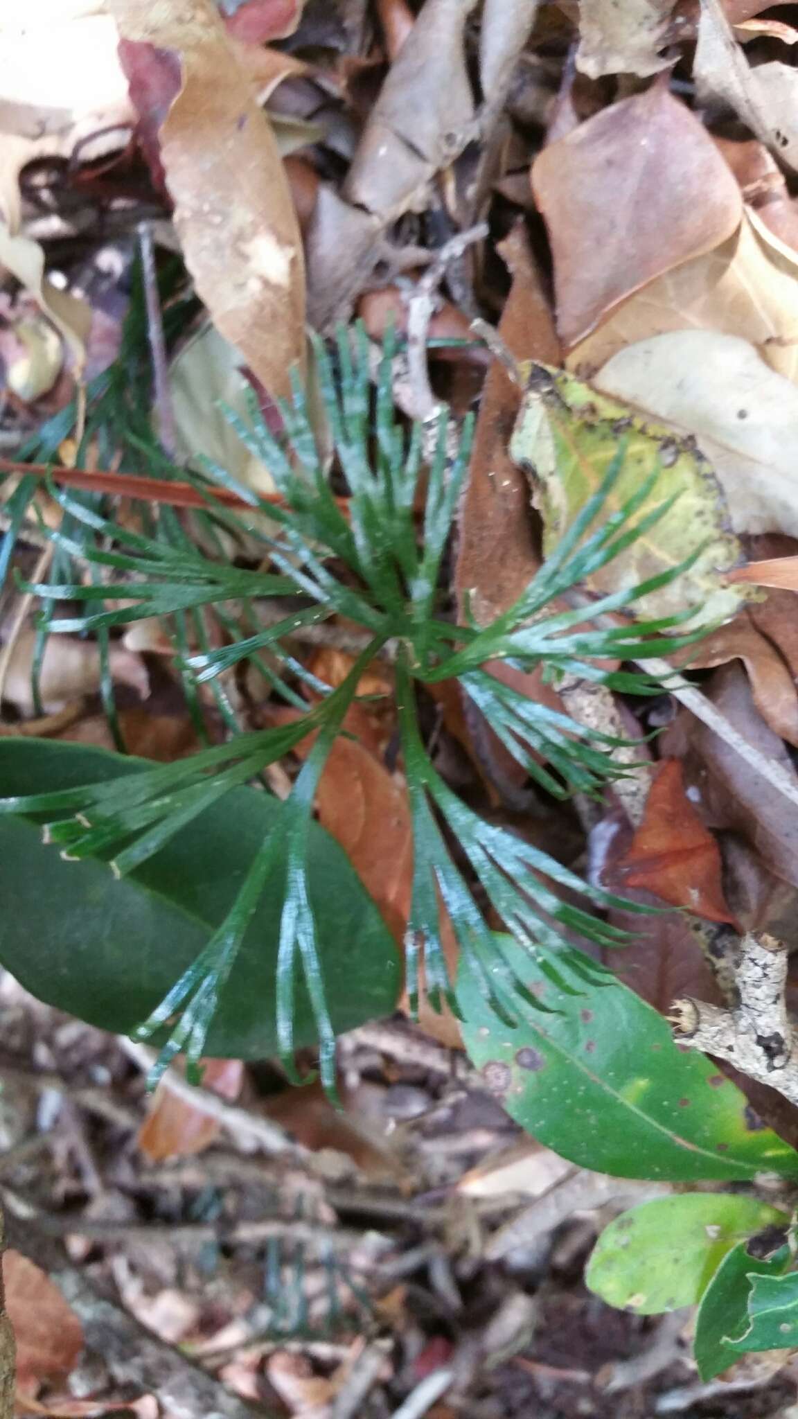 Imagem de Schizaea dichotoma (L.) Sm.