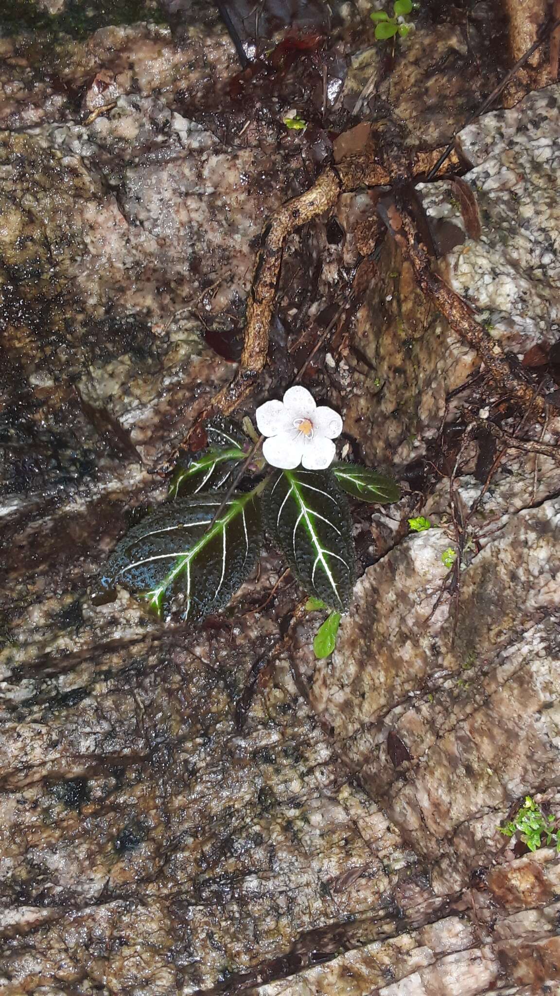 Image of Phinaea multiflora C. V. Morton