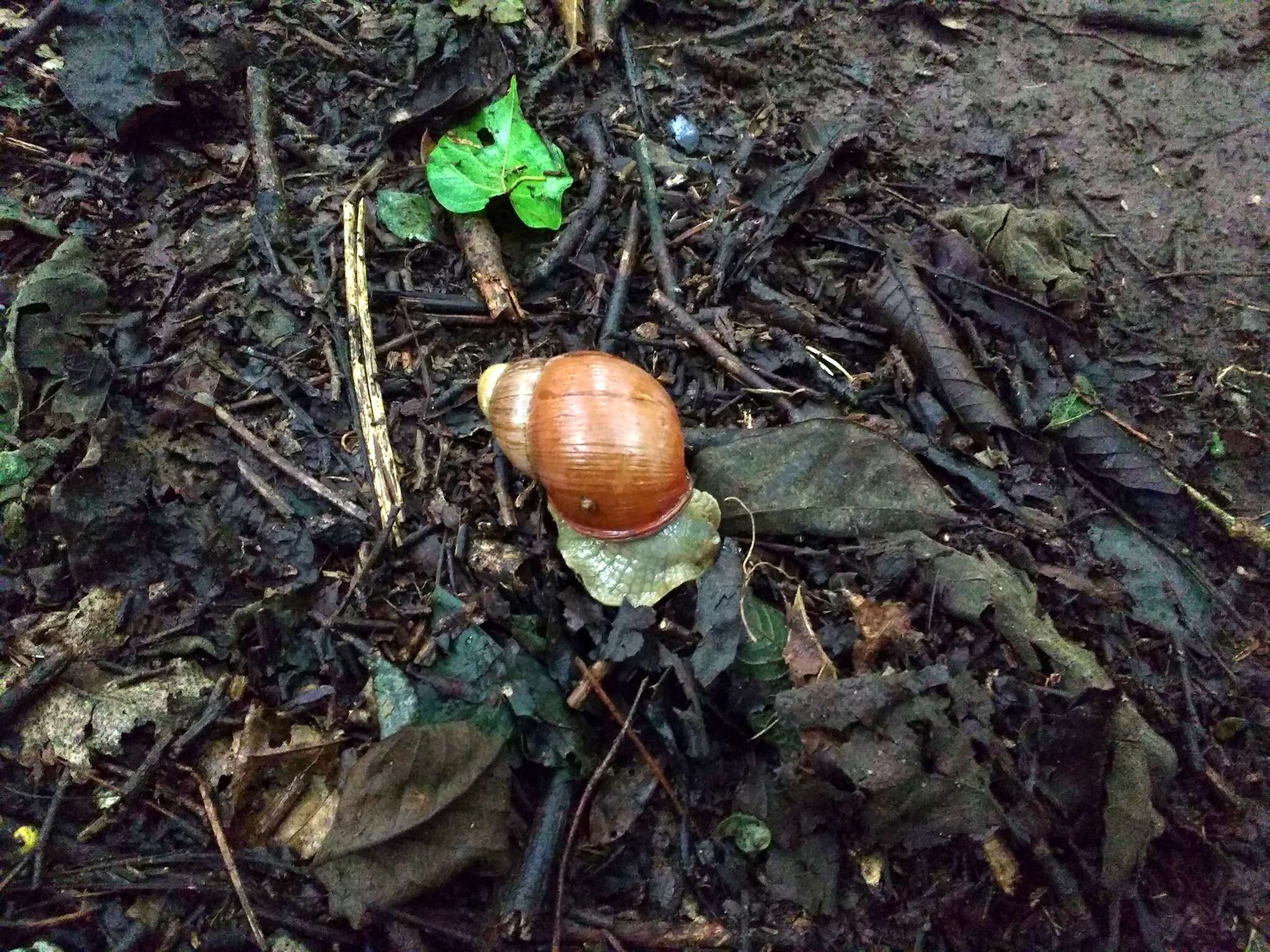 Image de Megalobulimus oblongus