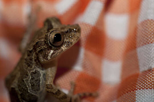 Image of Rio Verde Snouted Treefrog