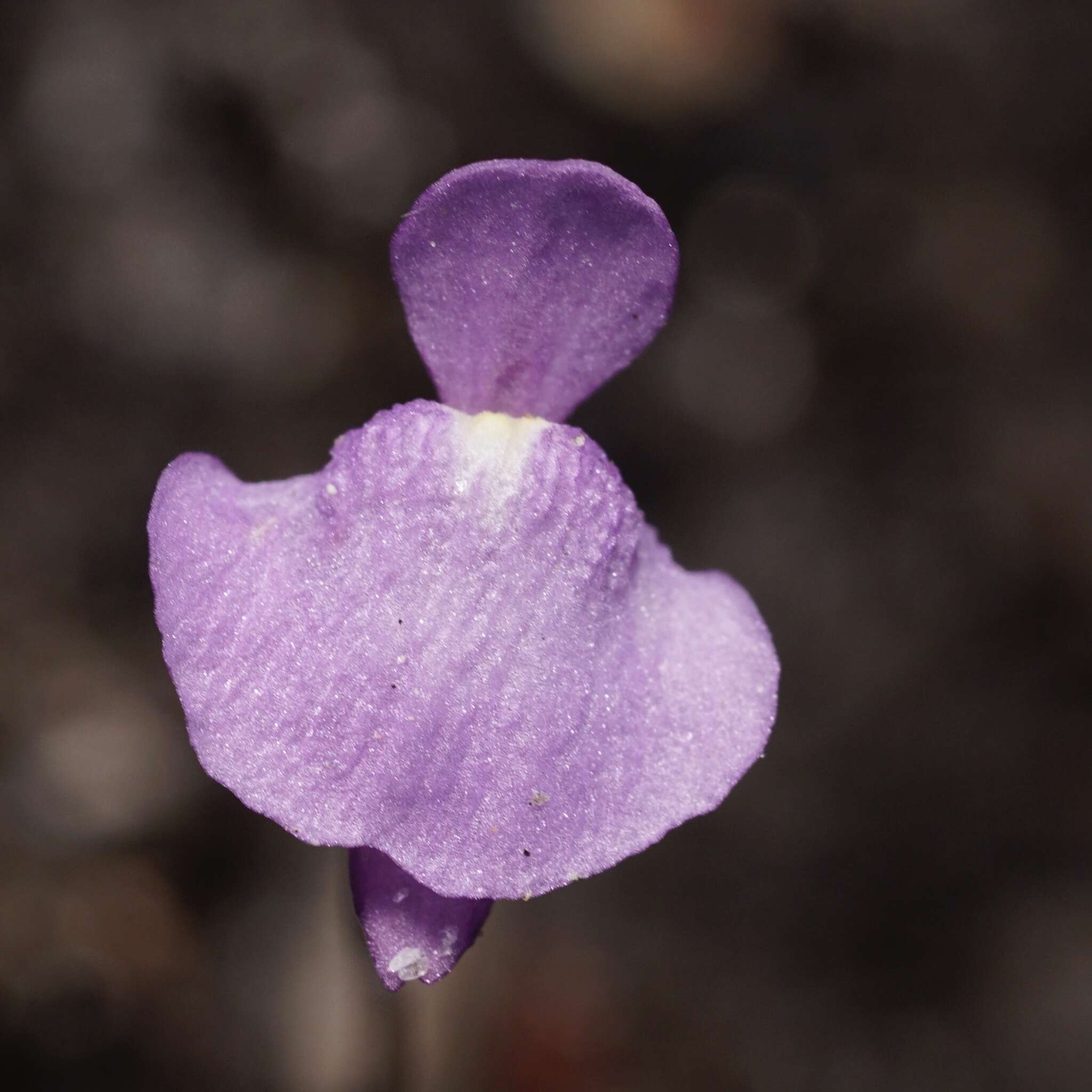 Image of Utricularia simplex R. Br.