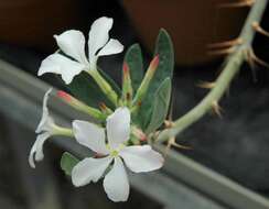 Image of Pachypodium succulentum (L. fil.) Sweet