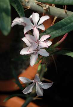 Image of Pachypodium succulentum (L. fil.) Sweet