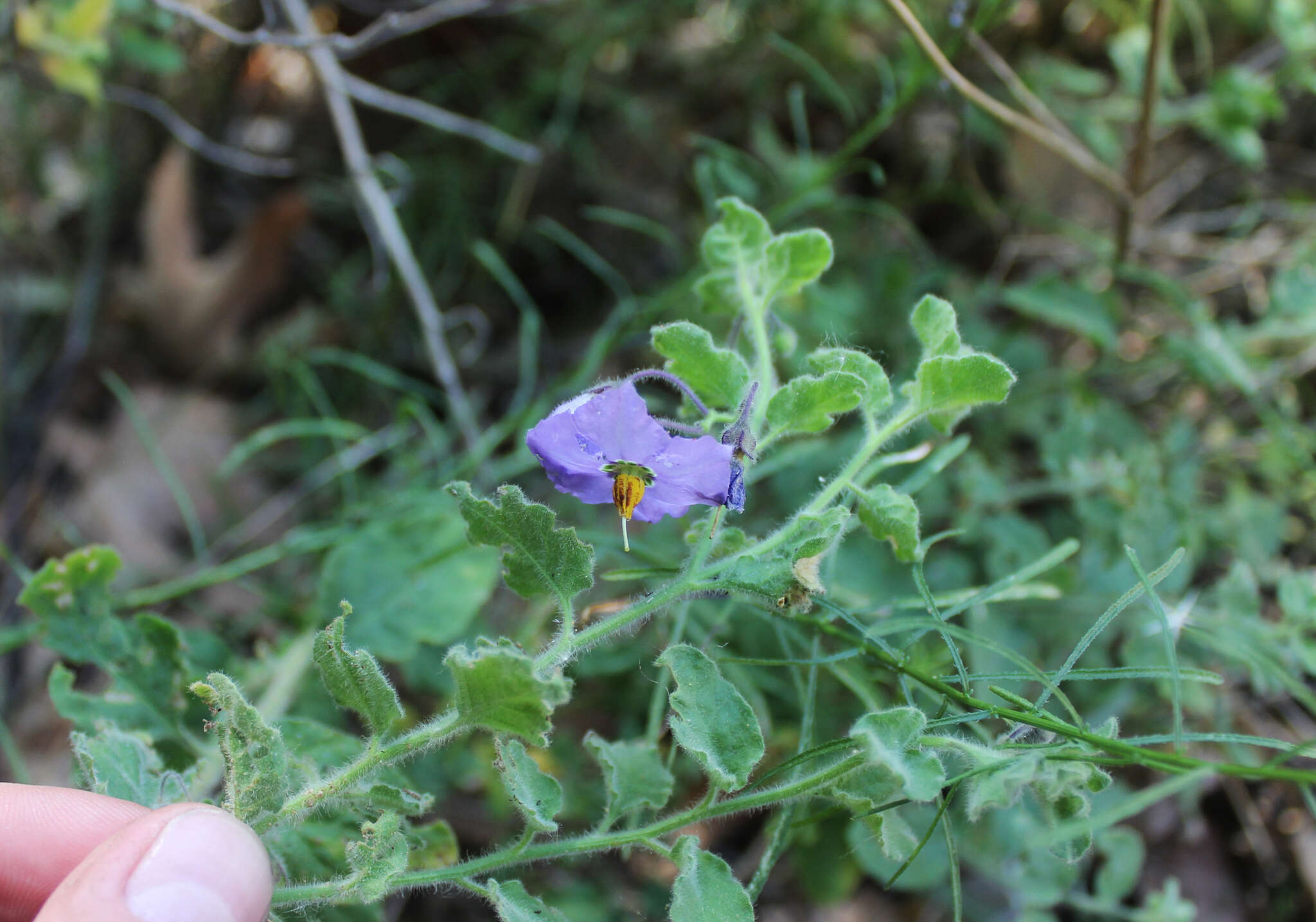 Solanum xanti A. Gray的圖片