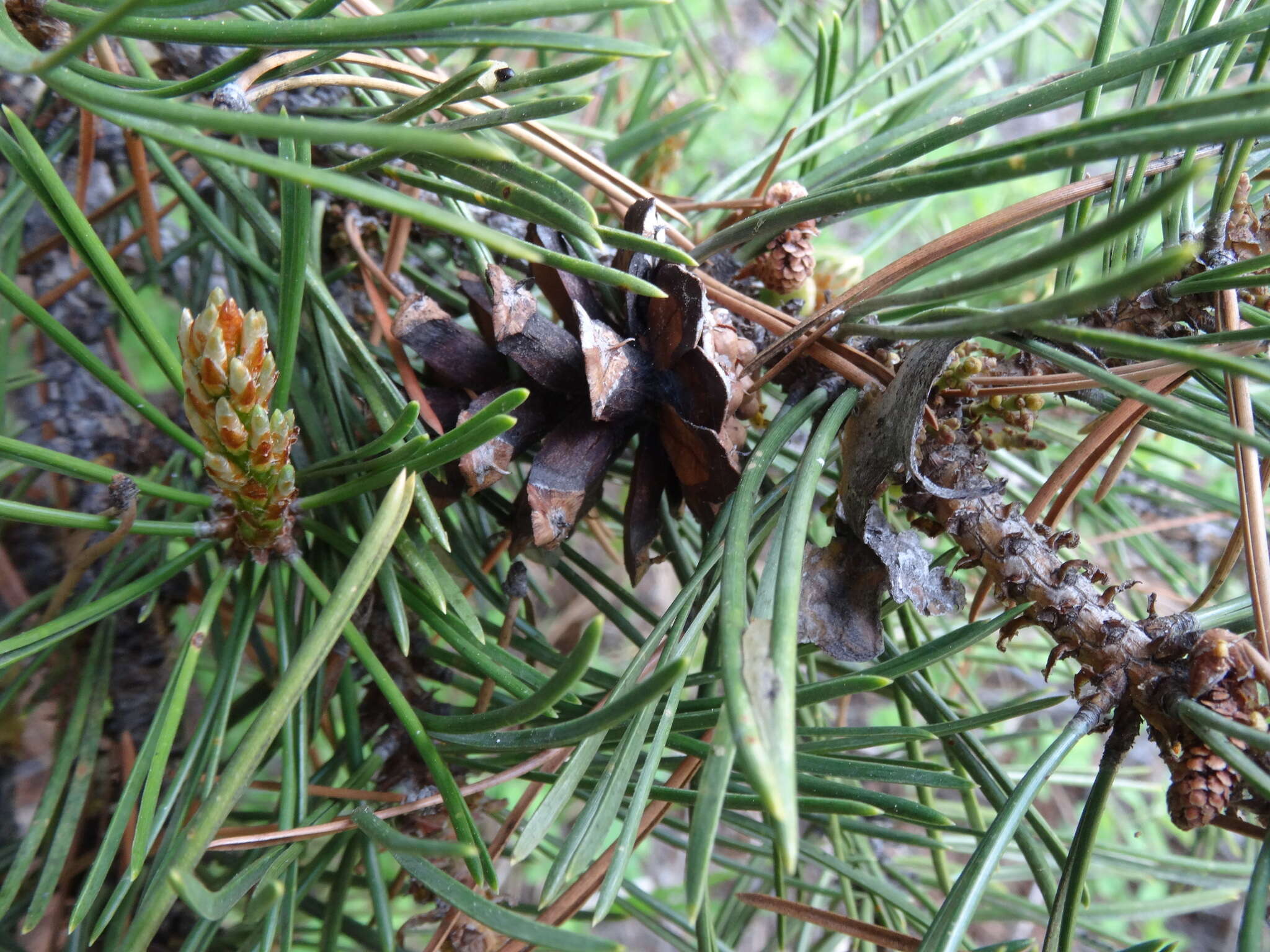 Imagem de Pinus contorta Douglas ex Loudon