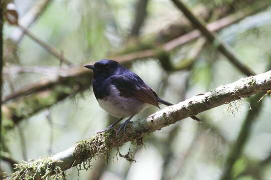 Image of Madagascan Magpie-Robin