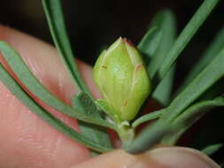 Image of Hibbertia linearis R. Br. ex DC.