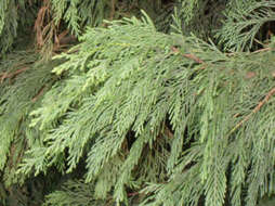 Image of Cupressus × leylandii