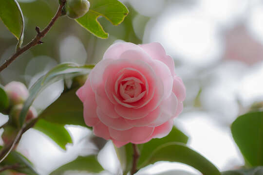 Image of camellia