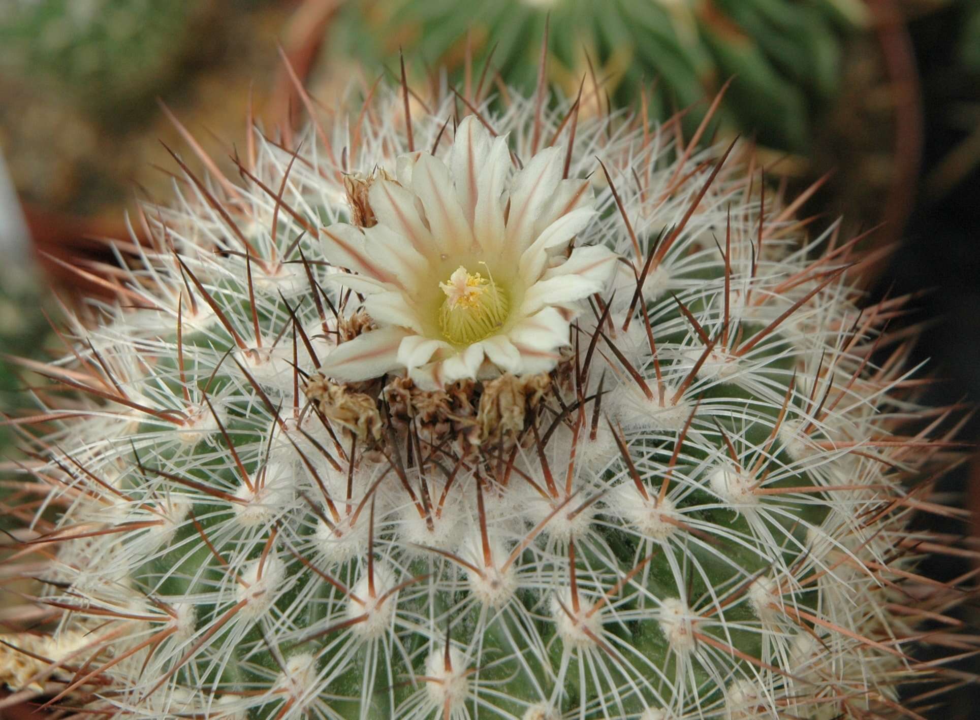 Image of Stenocactus multicostatus (Hildm.) A. Berger