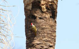 Image of Fine-spotted Woodpecker