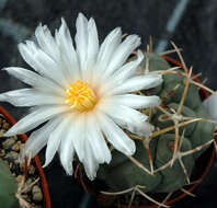 Image of Thelocactus hexaedrophorus (Lem.) Britton & Rose