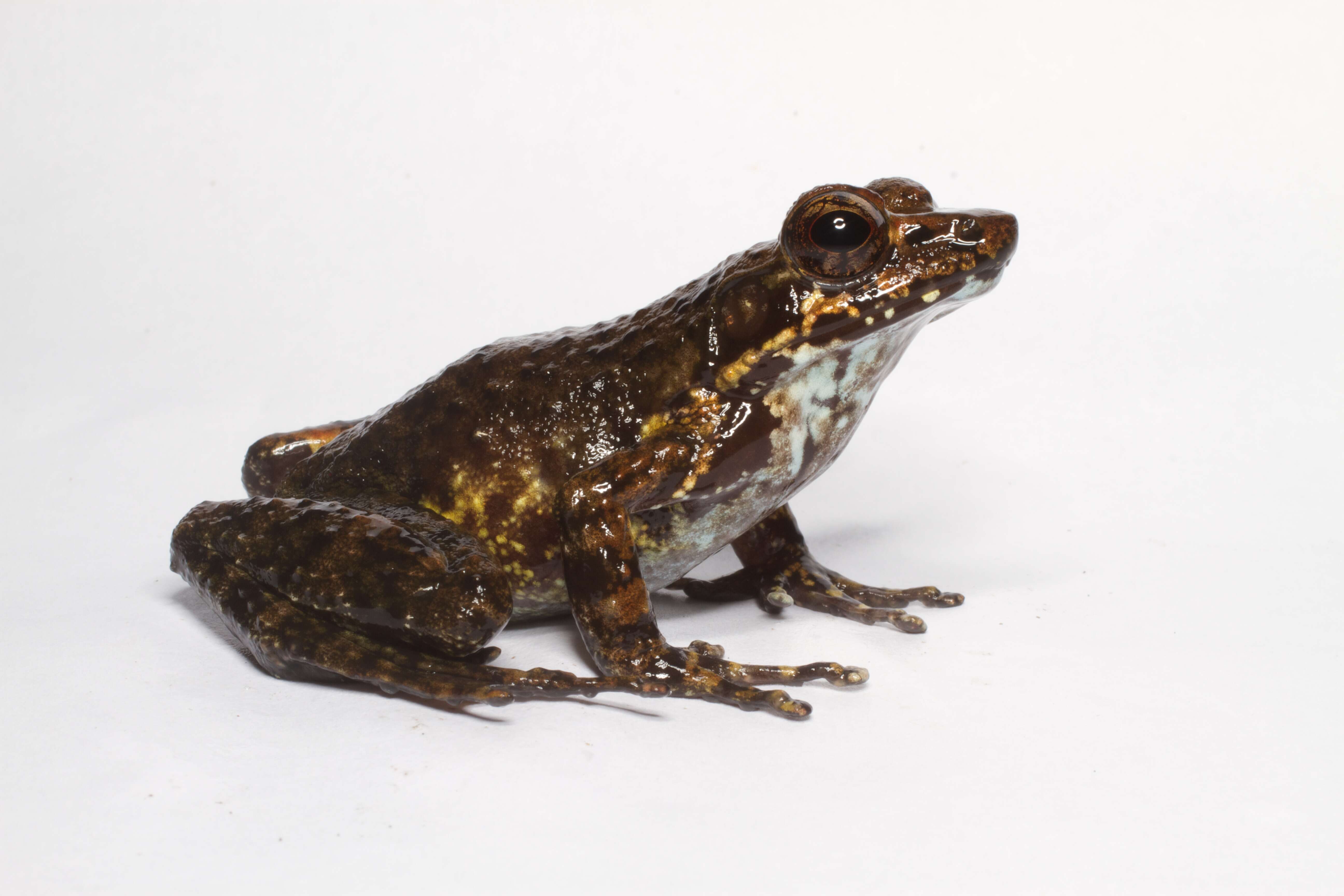 Image of Fort Madagascar Frog