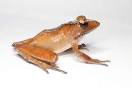 Image of Common Madagascar Frog