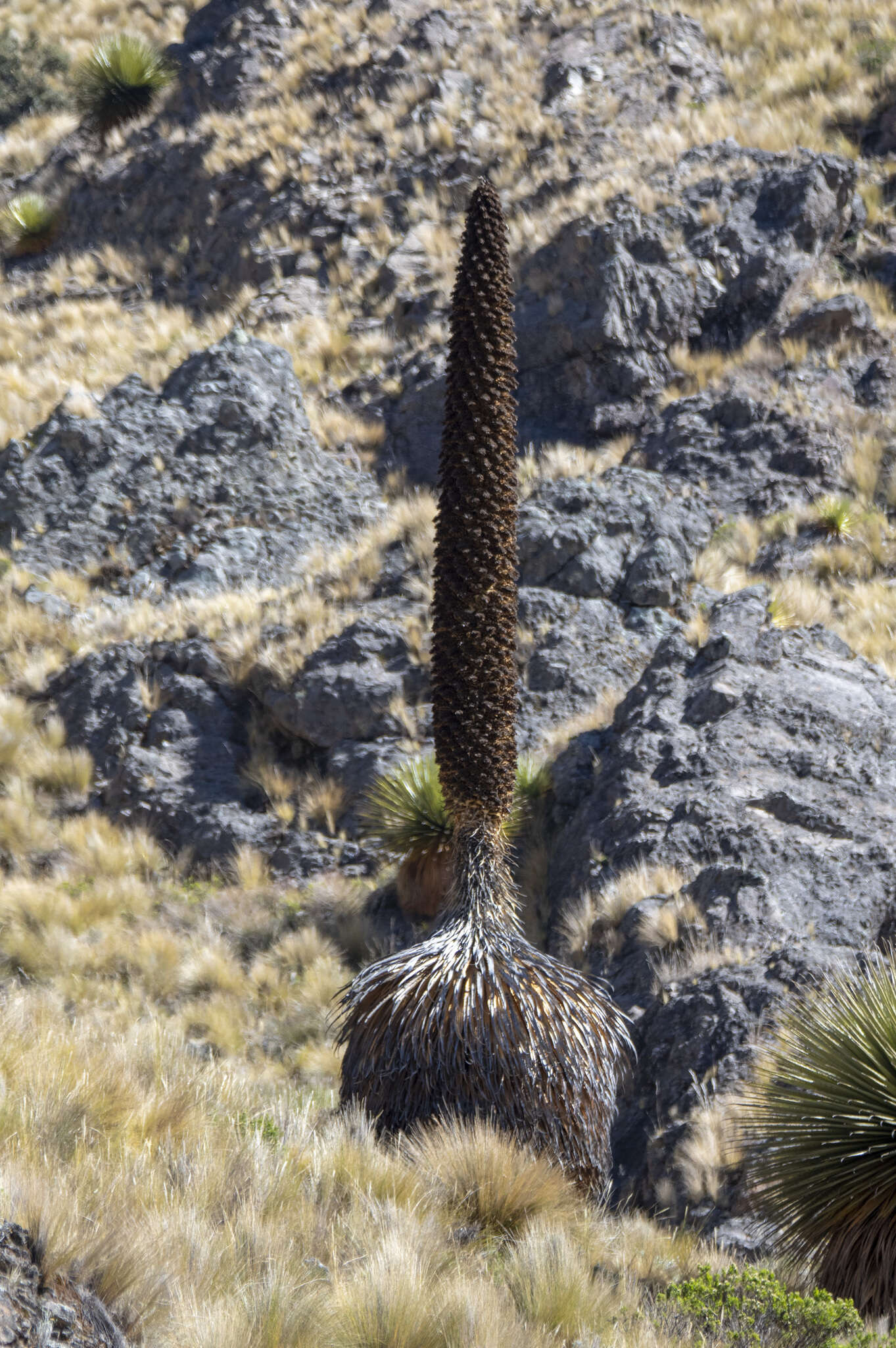 Image de Puya raimondii Harms