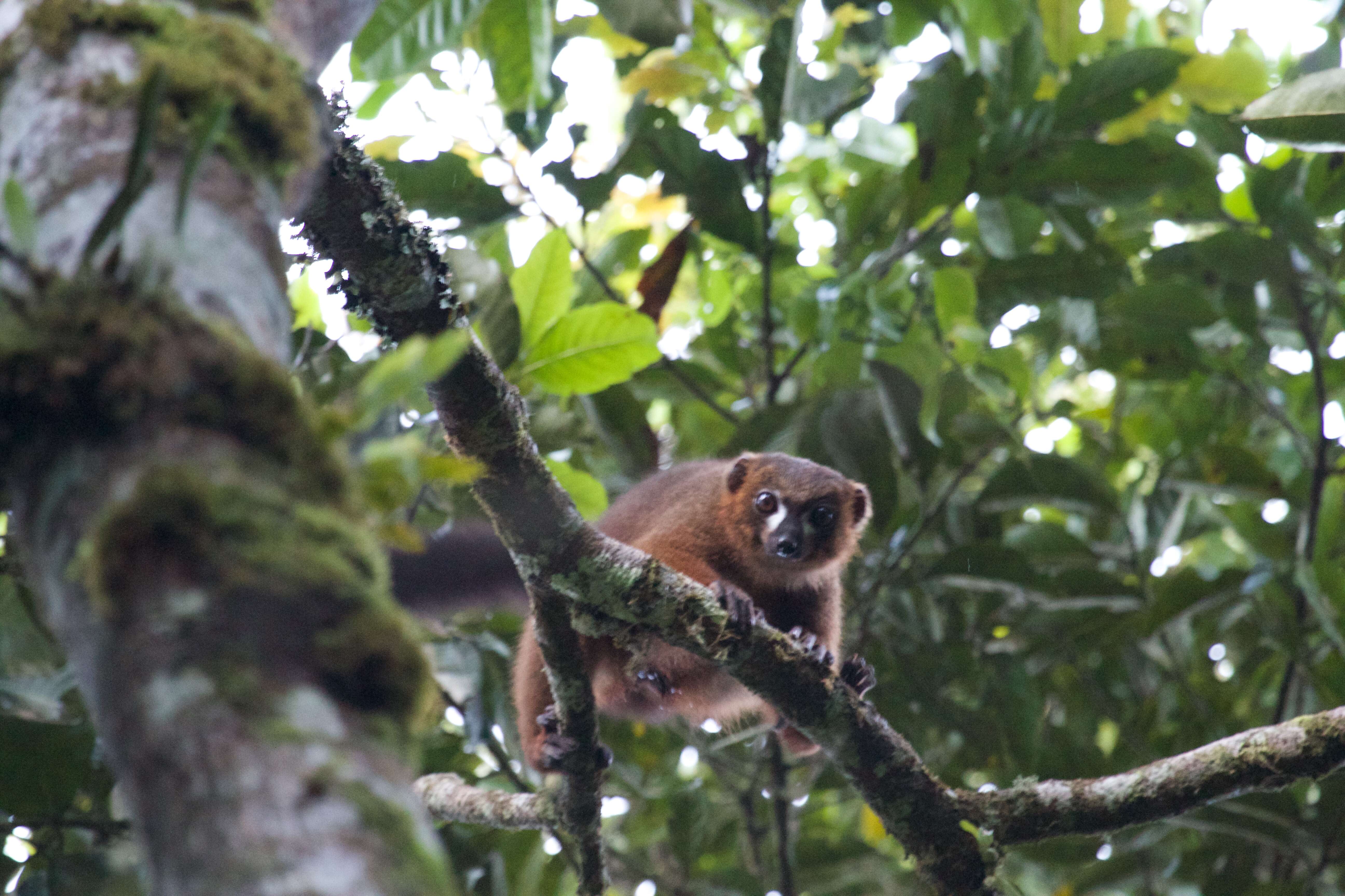 Image of Red-bellied Lemur