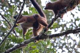 Image of Red-bellied Lemur