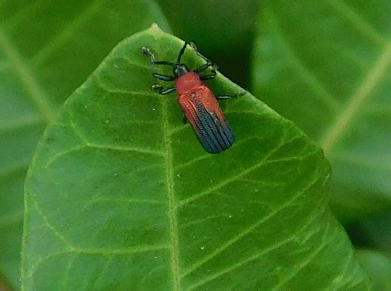 Plancia ëd Chalepus sanguinicollis (Linnaeus 1771)