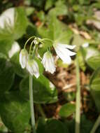 Image of Threecorner leek