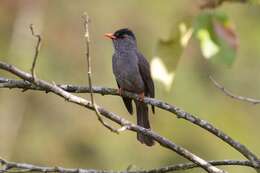 Image of Madagascar Black Bulbul