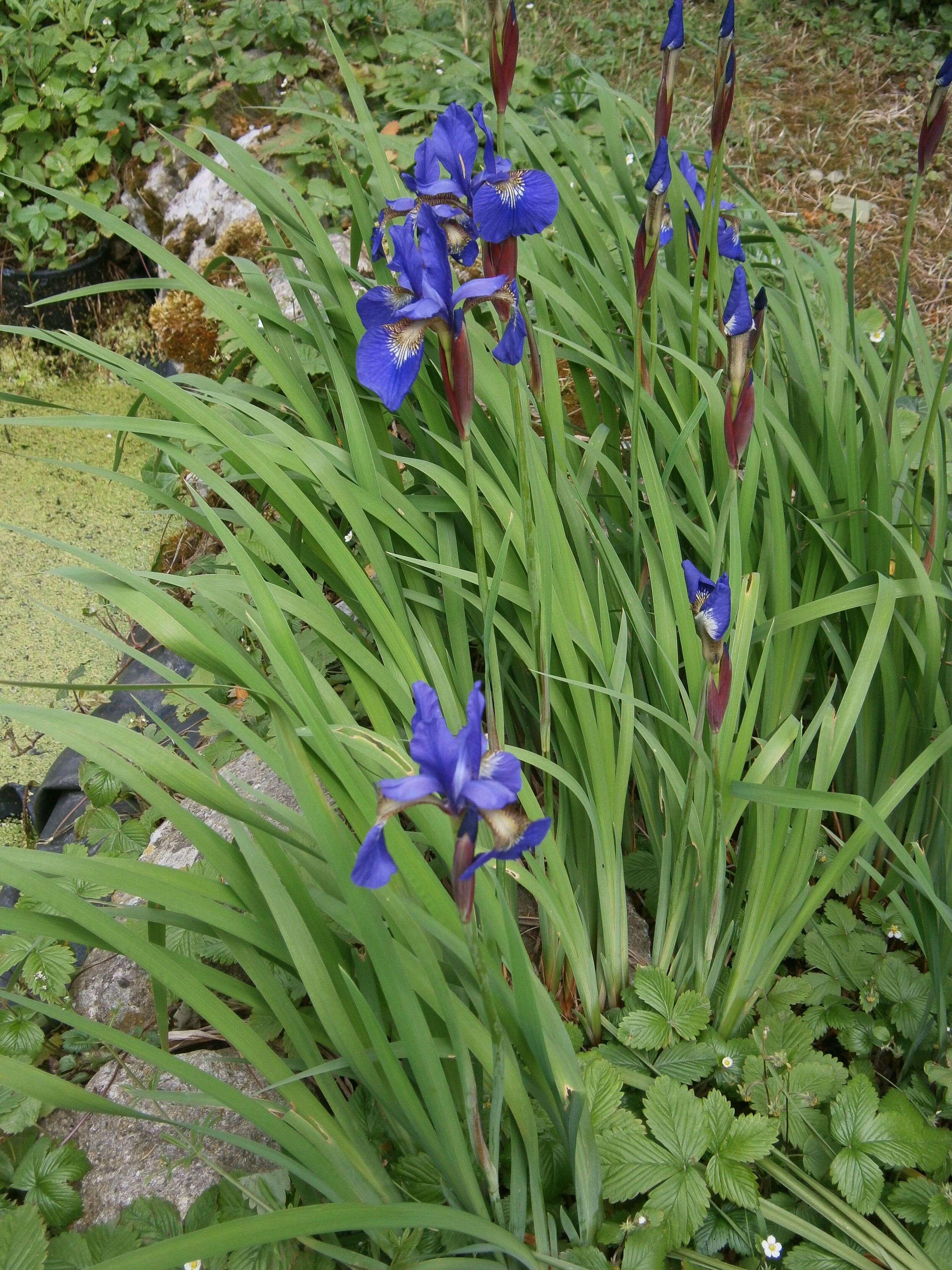 Image of German Iris