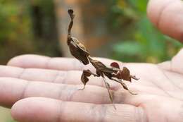 Image of Dead Leaf Mantises