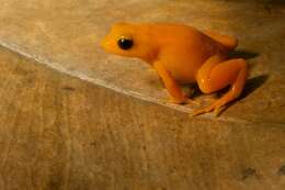 Image of Ginger Tree Frog
