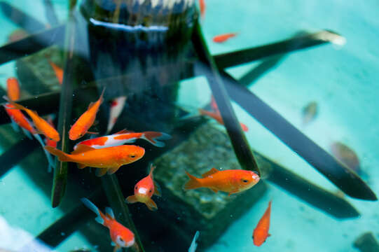 Image of Goldfish