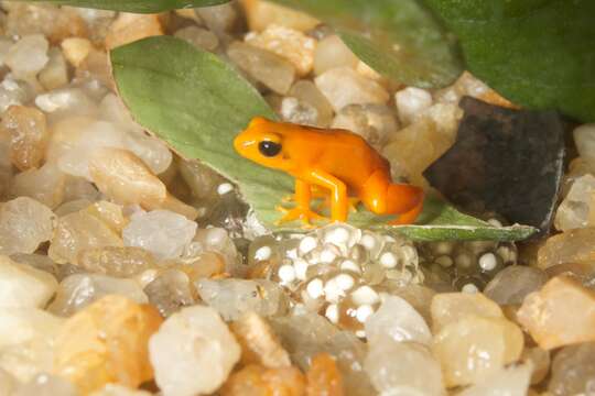 Image of Ginger Tree Frog