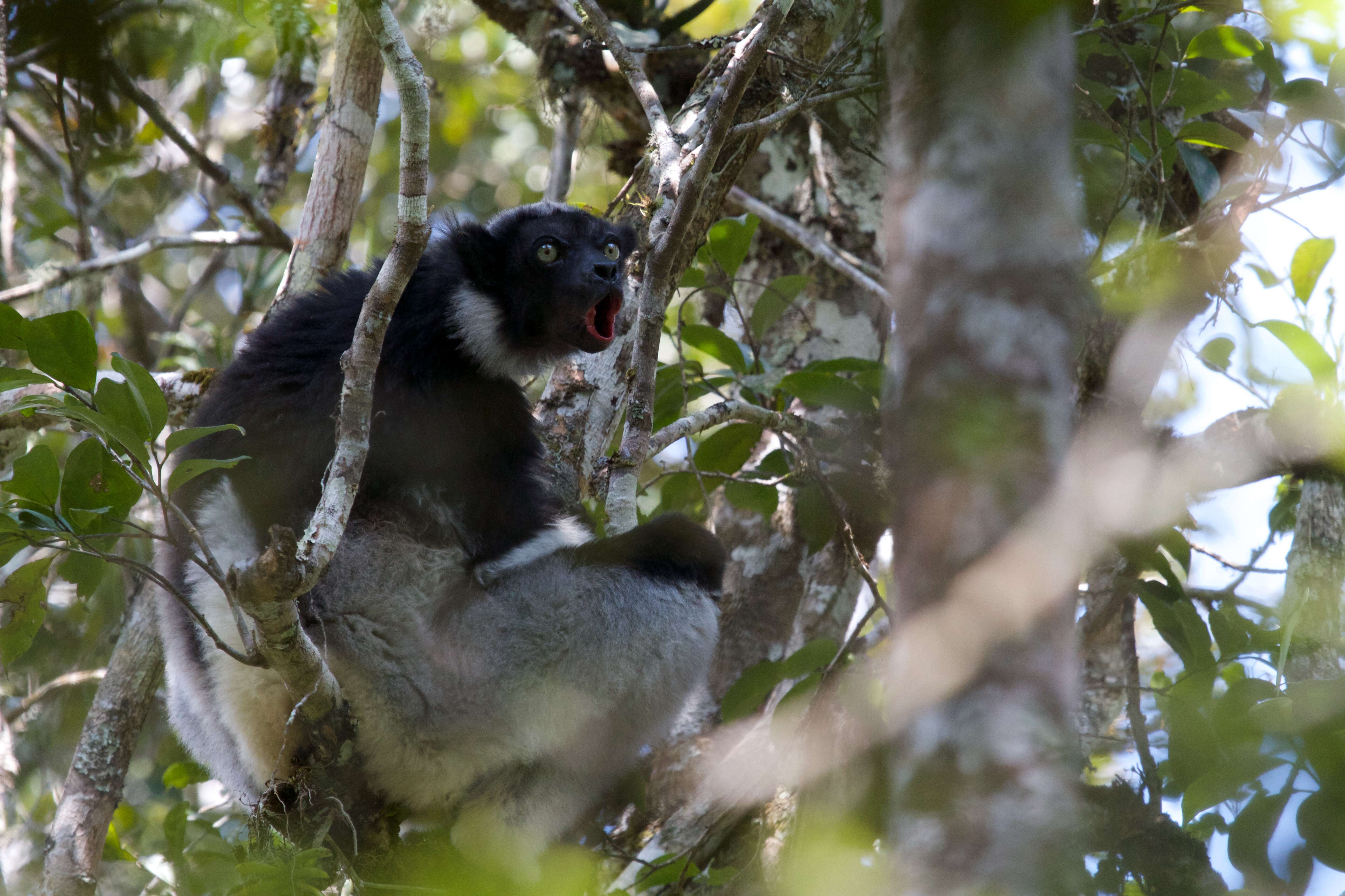 Image of indri