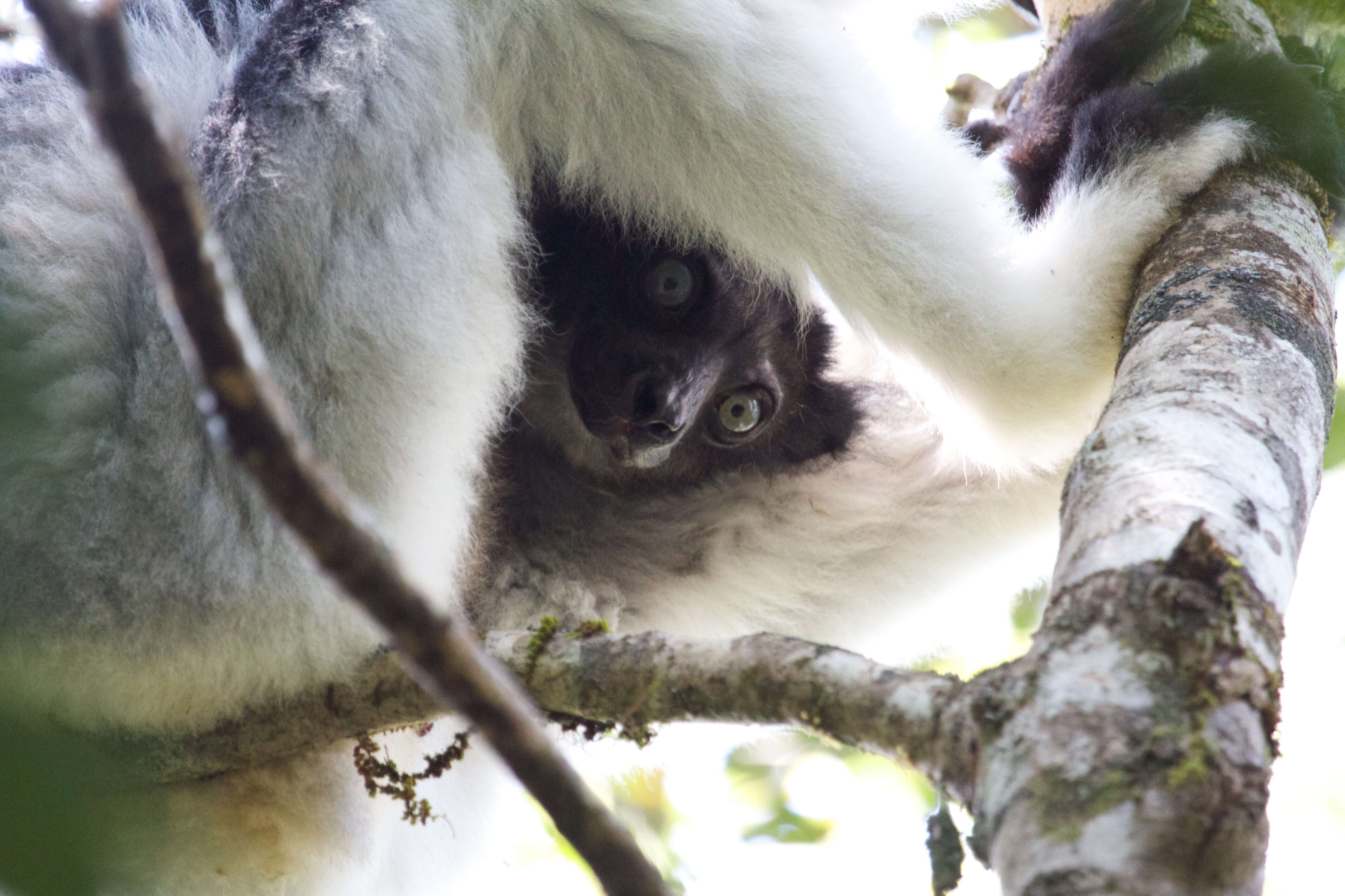 Image of indri