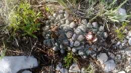 Image of Thelocactus rinconensis subsp. rinconensis