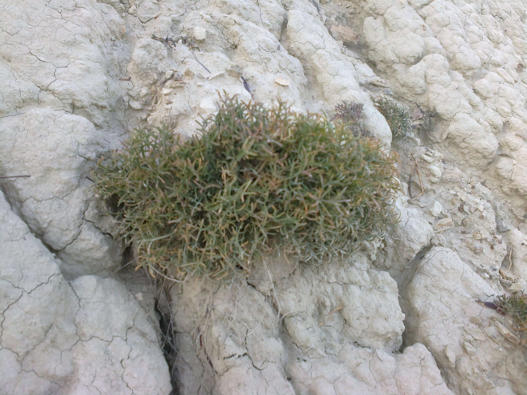 Image de Lepidium meyeri subsp. turczaninowii (Lipsky) Schmalh.