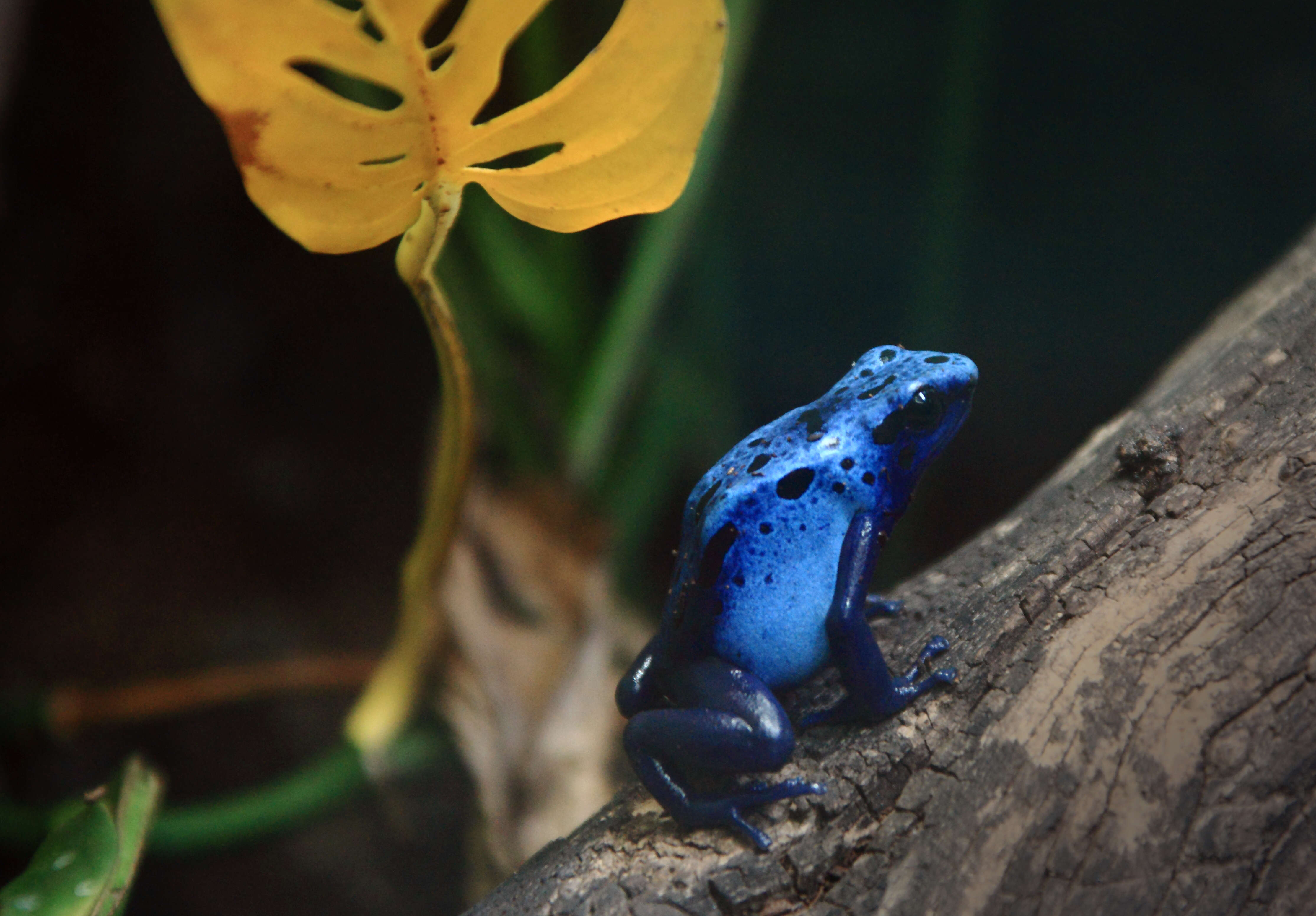 Image of Dendrobates azureus