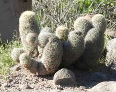 Image of Mammillaria dioica subsp. estebanensis (G. E. Linds.) D. R. Hunt