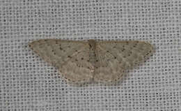 صورة Idaea philocosma Meyrick 1888