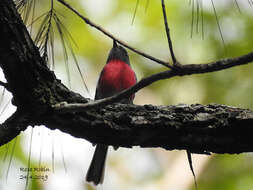 Petroica rosea Gould 1840 resmi