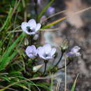 Image of Gentianella helianthemoides (Gilg) H. A. Fabris