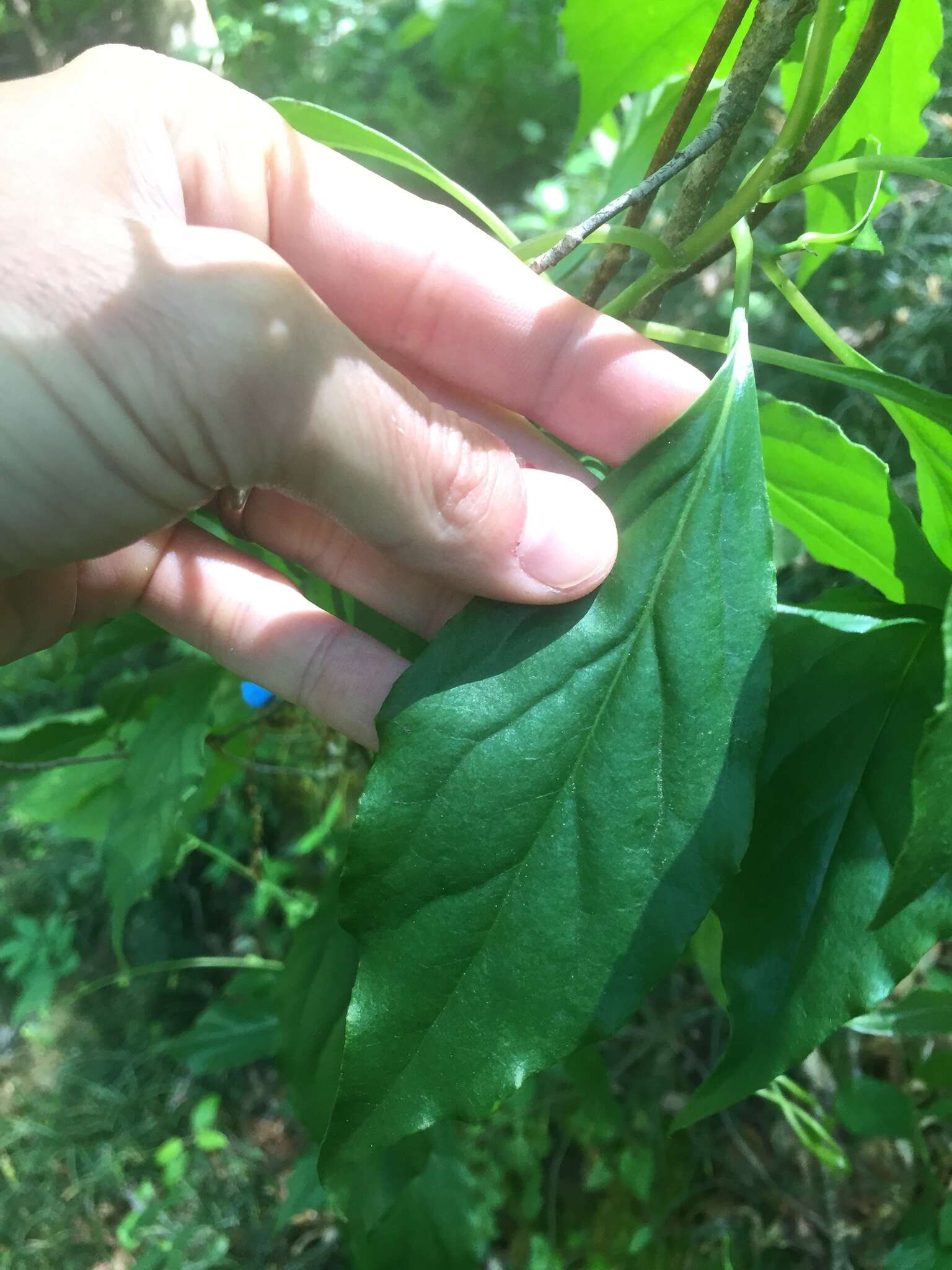 Image of bay starvine