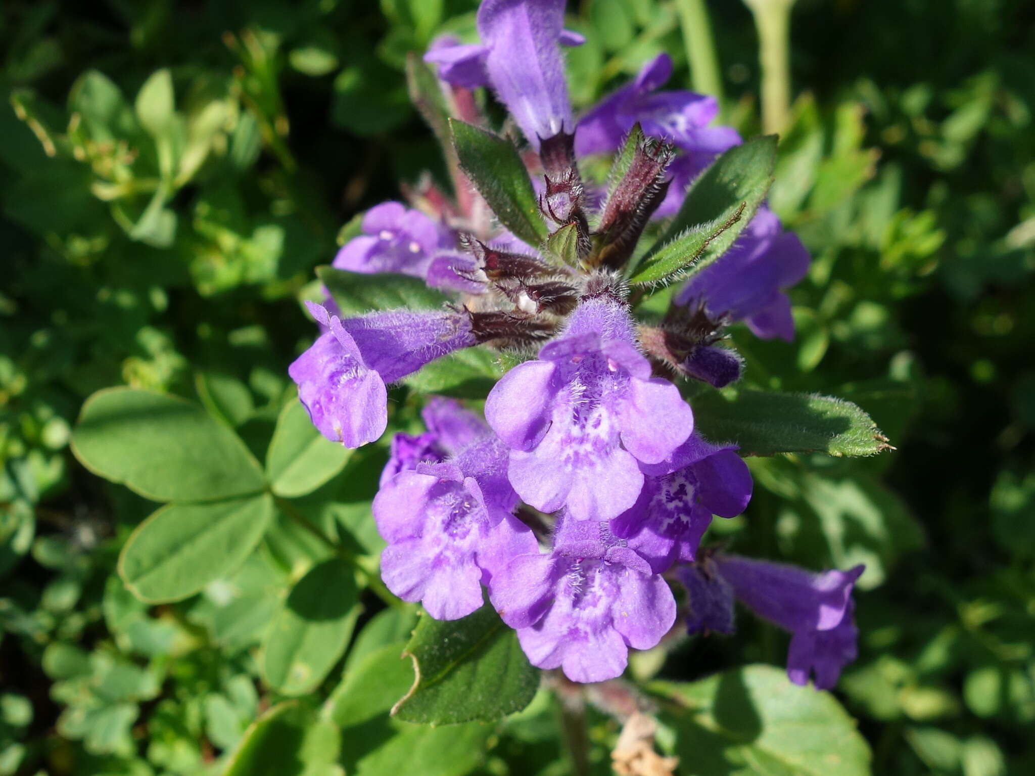 Image of Clinopodium alpinum (L.) Kuntze